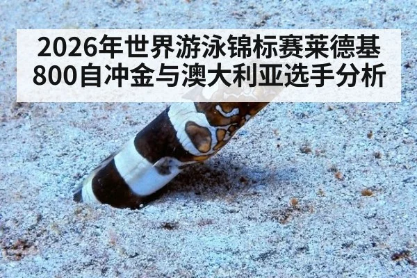 2026年世界游泳锦标赛莱德基800自冲金与澳大利亚选手分析
